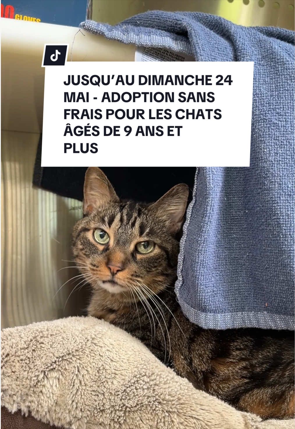 @Montreal SPCA