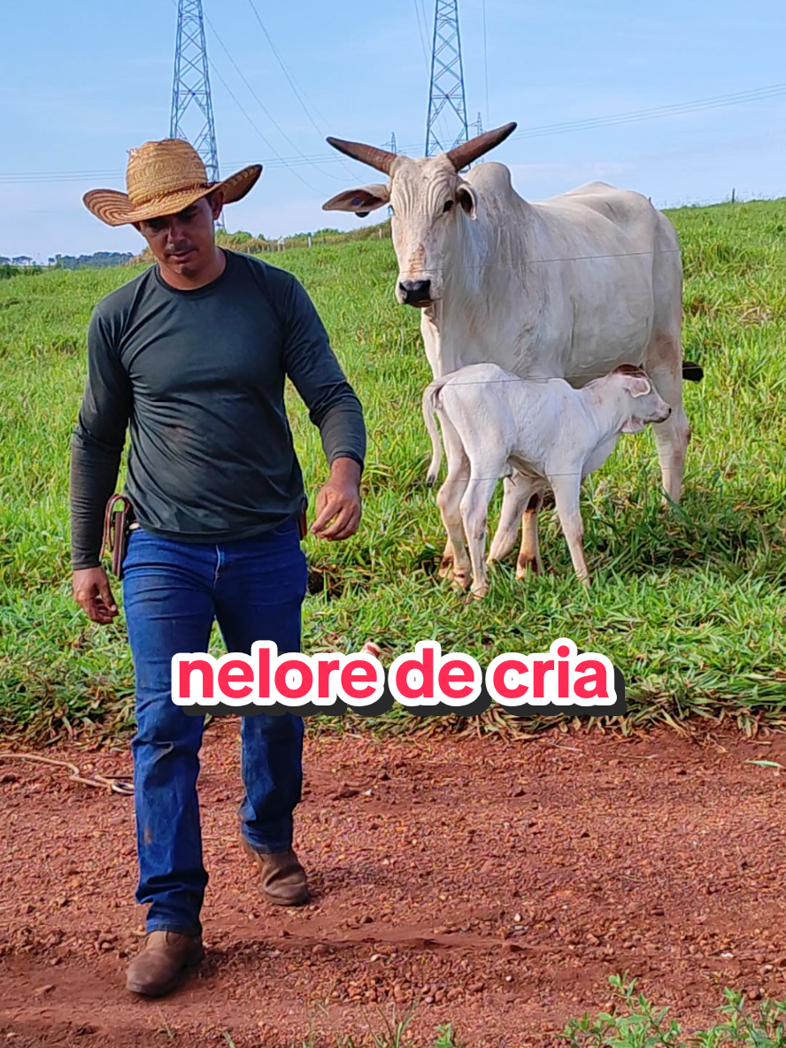 @Geovane neto