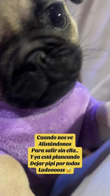 @Babypug