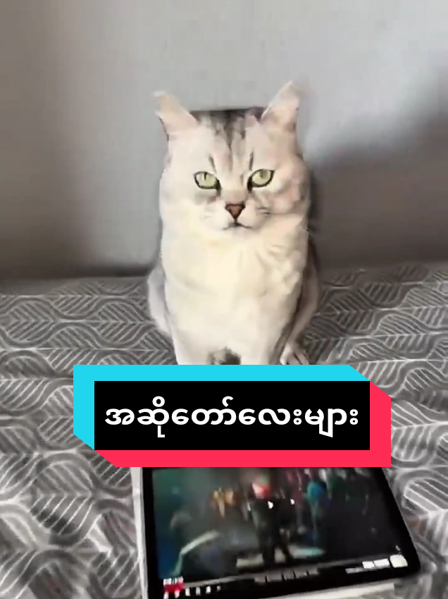 @MeowMagic