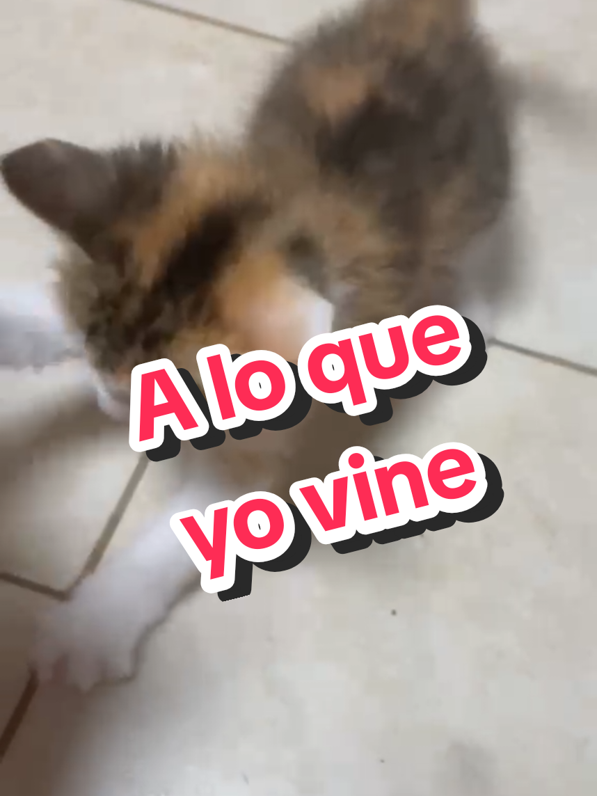 @cariadevans