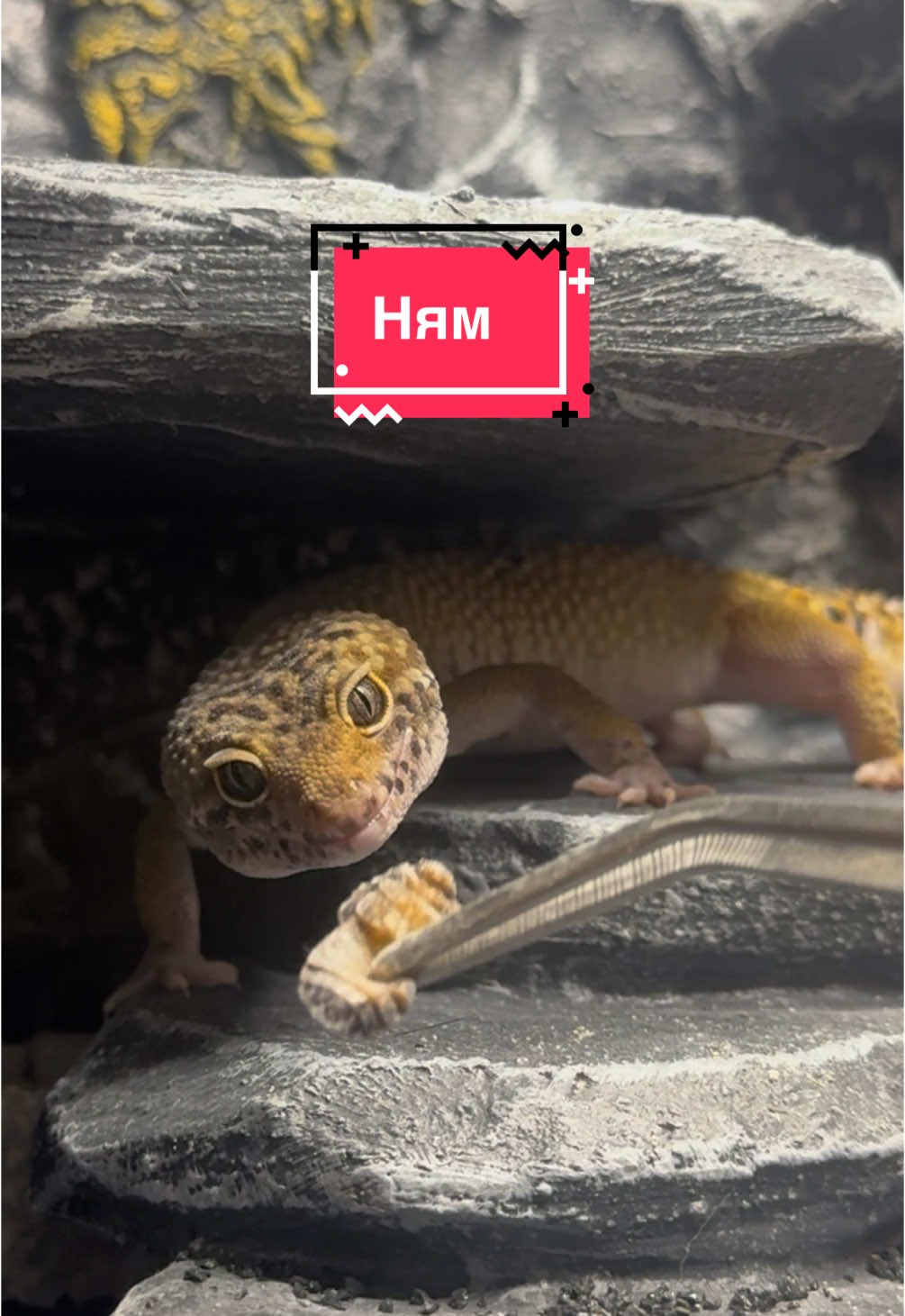 @alenas_wild_home