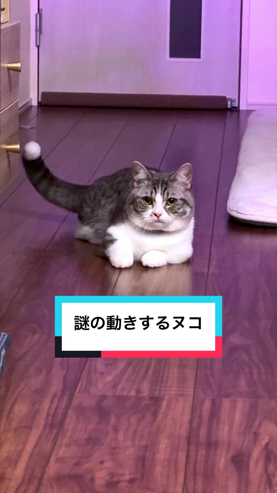 @☆しじみ☆マンチカン