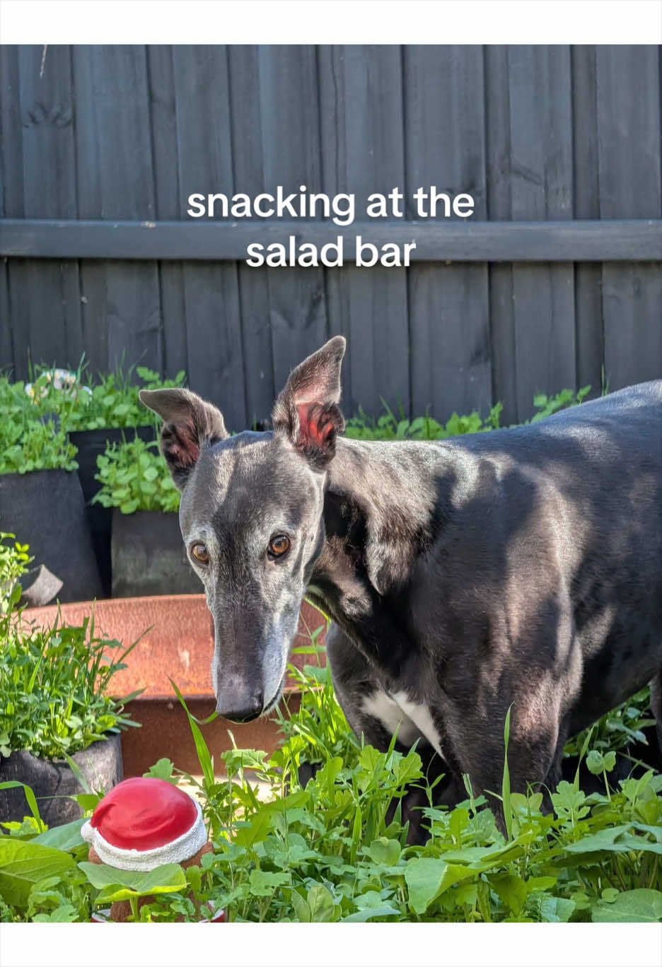 @chilli the greyhound 🌶️
