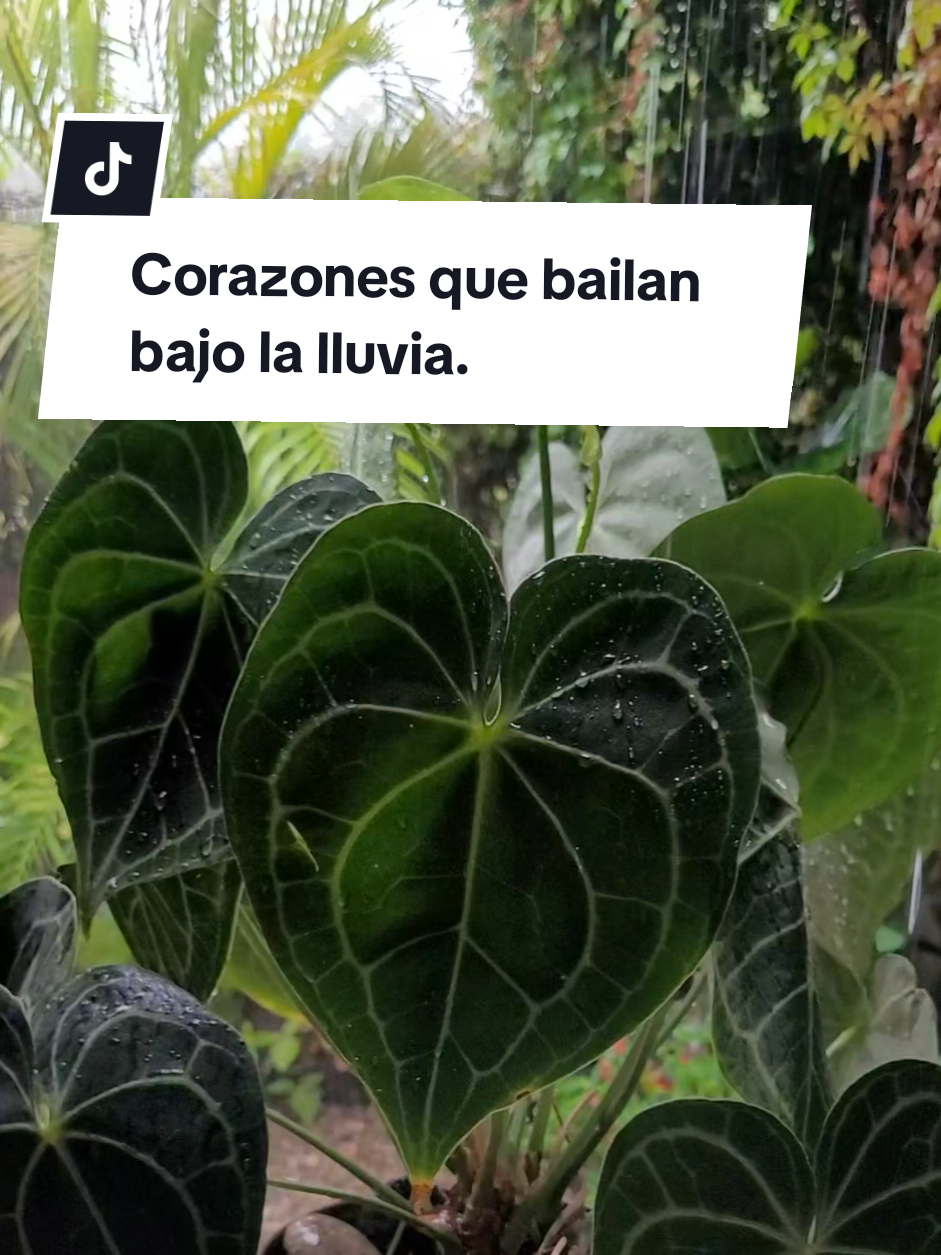 @Plantología🌿
