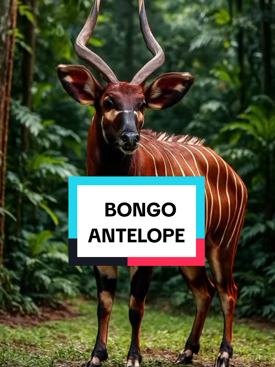 @ALL ABOUT ANIMALS