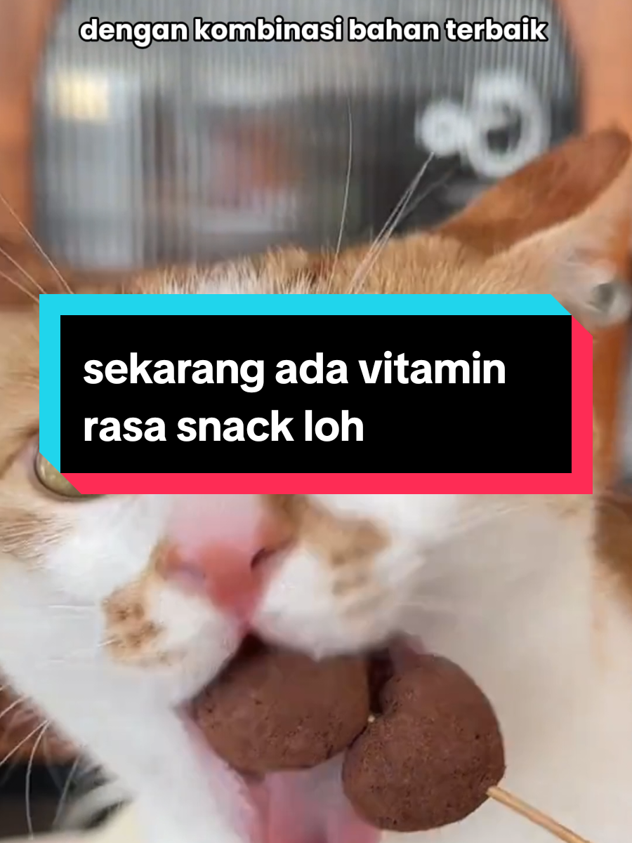 @dunia kucing