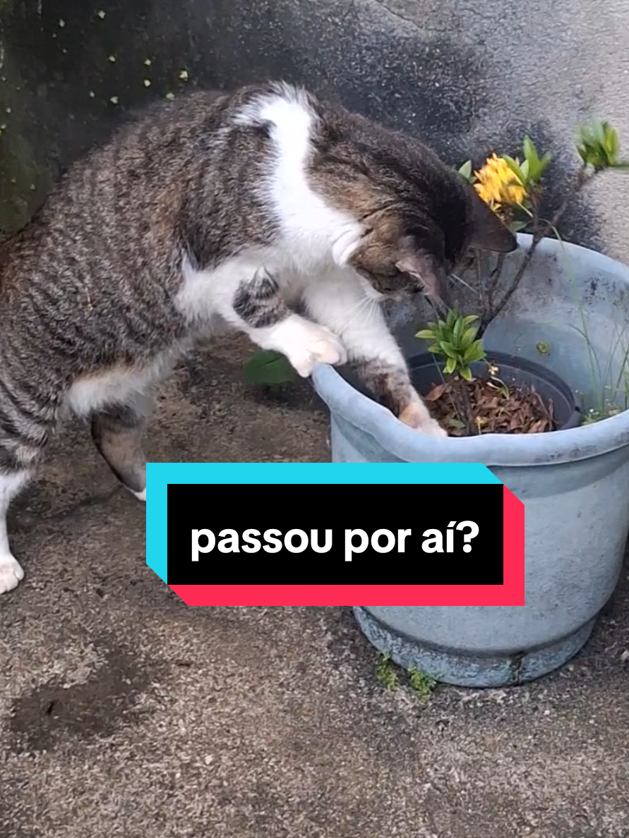 @casa dos gatos