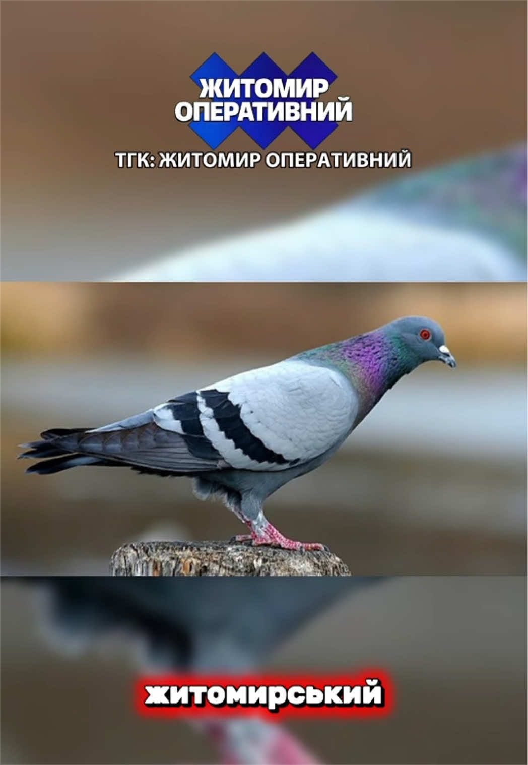 @ТГК: Житомир Оперативний