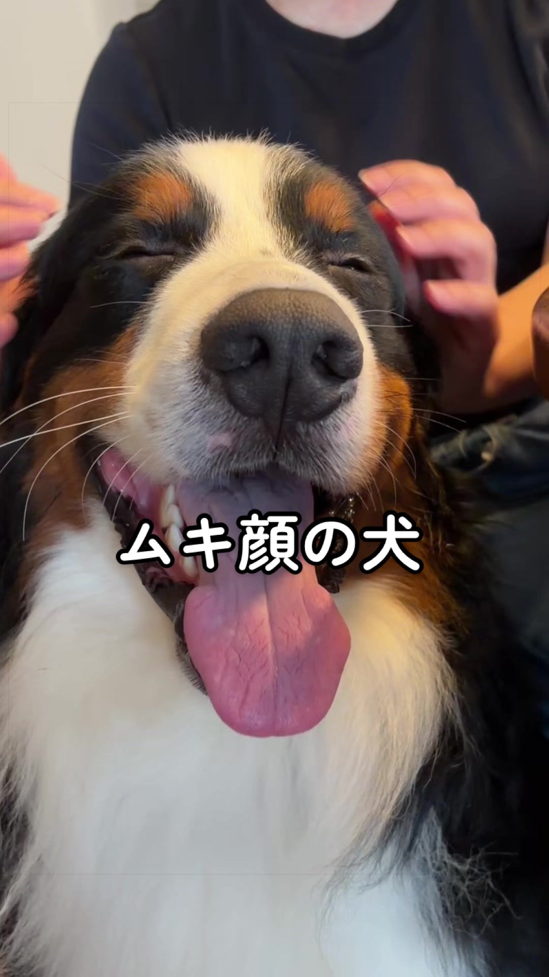 @å¯å£«å±±ð¶ð»ããŒããŒãºããŠã³ãã³ããã° - Fujisan
