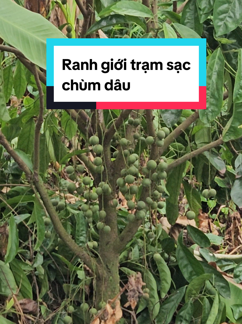 @VF3 Lai Vung Thu&ecirc; &Ocirc; t&ocirc; tự L&aacute;i