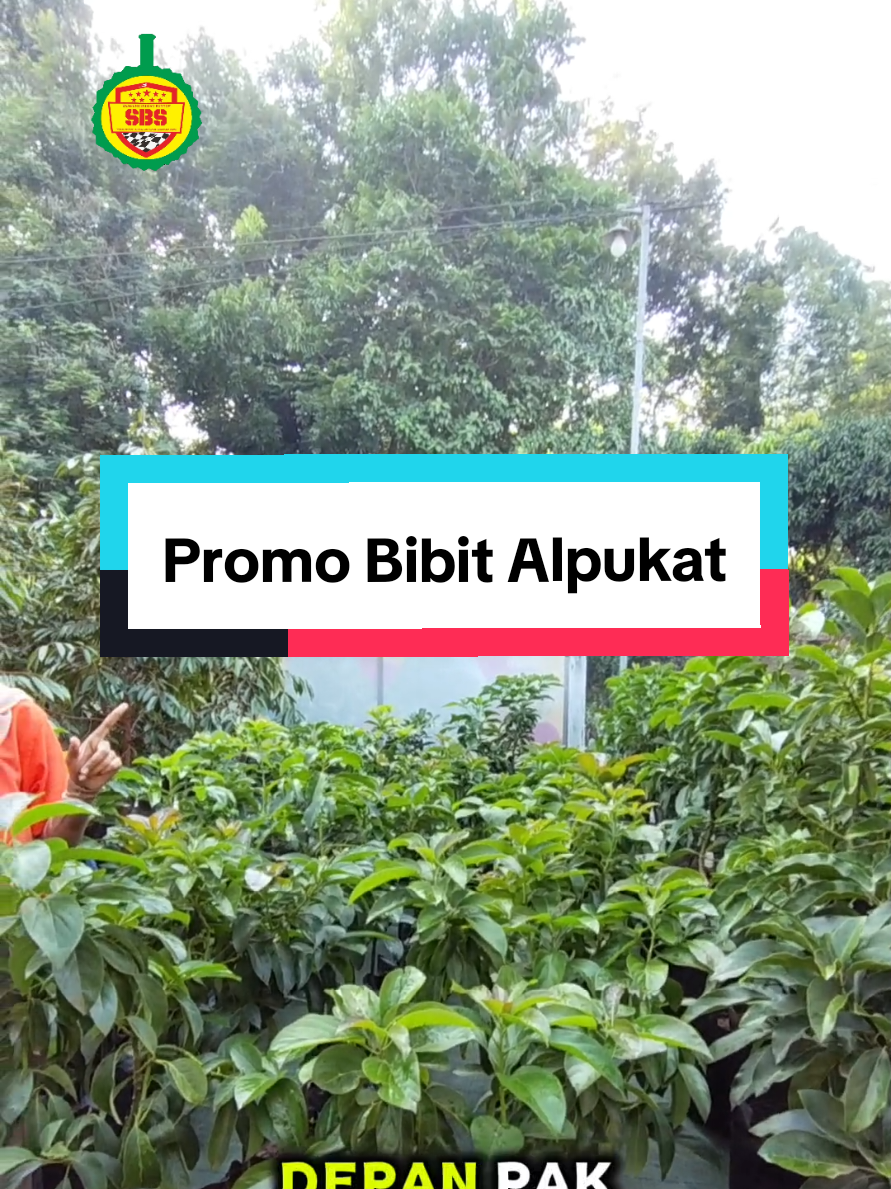 @Produksi Buah_SBS