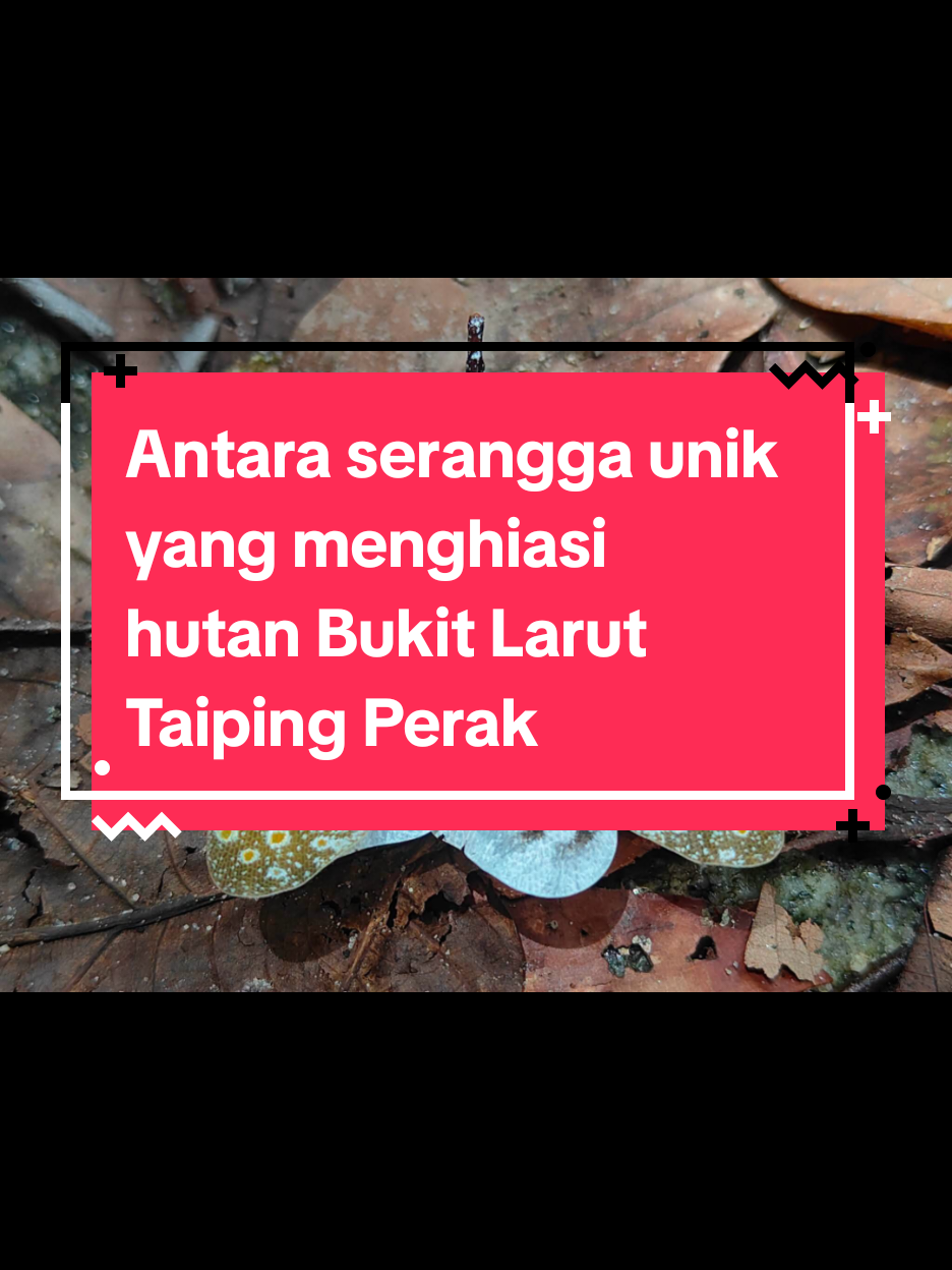 @HotDTaipinghdt