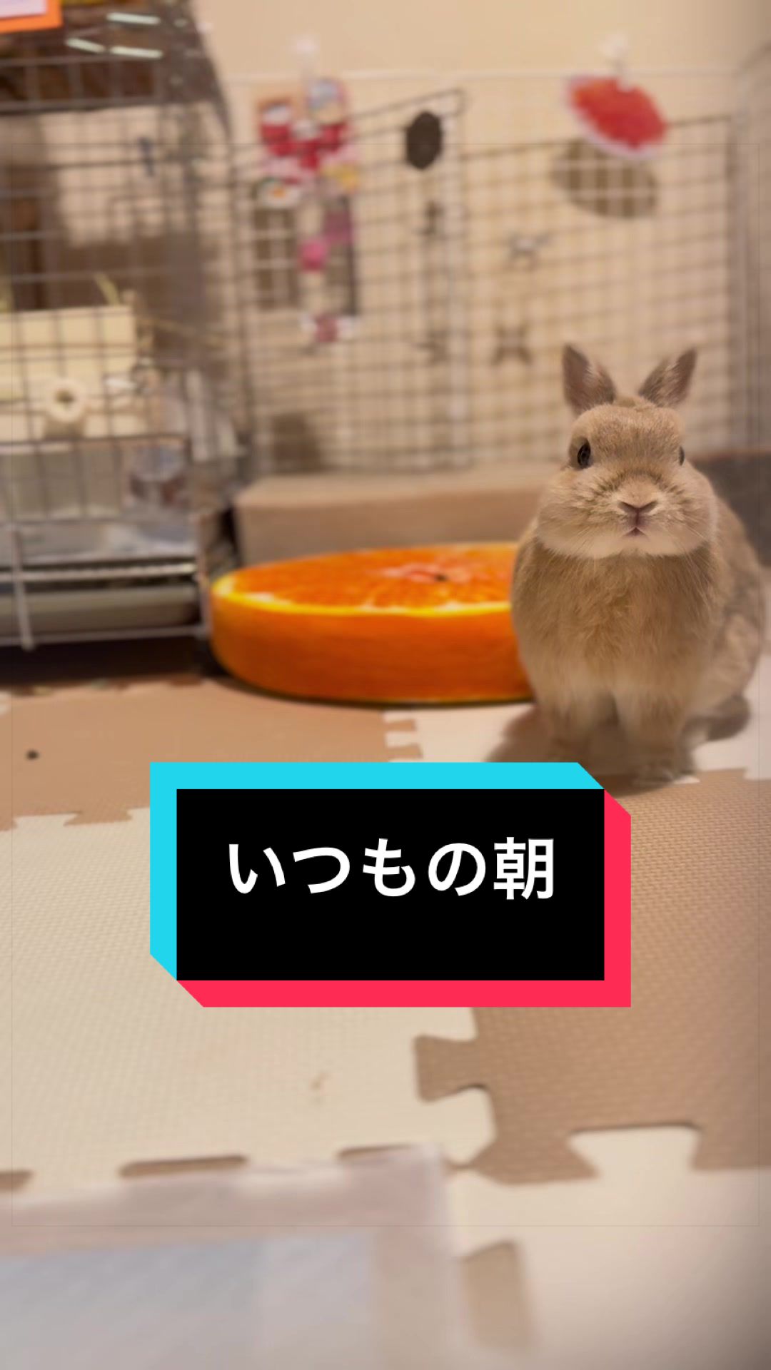 @うさぎのもちまる