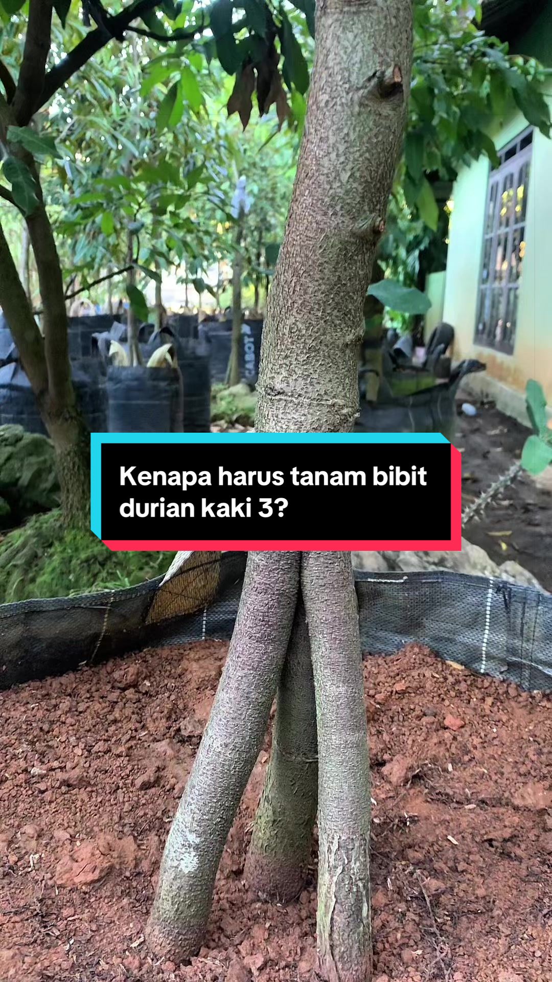 @RATU BIBIT