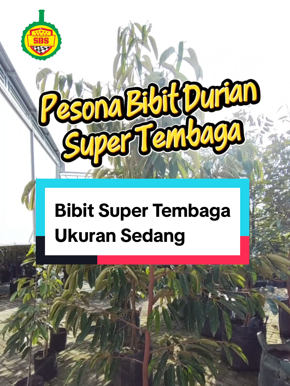 @Produksi Buah_SBS