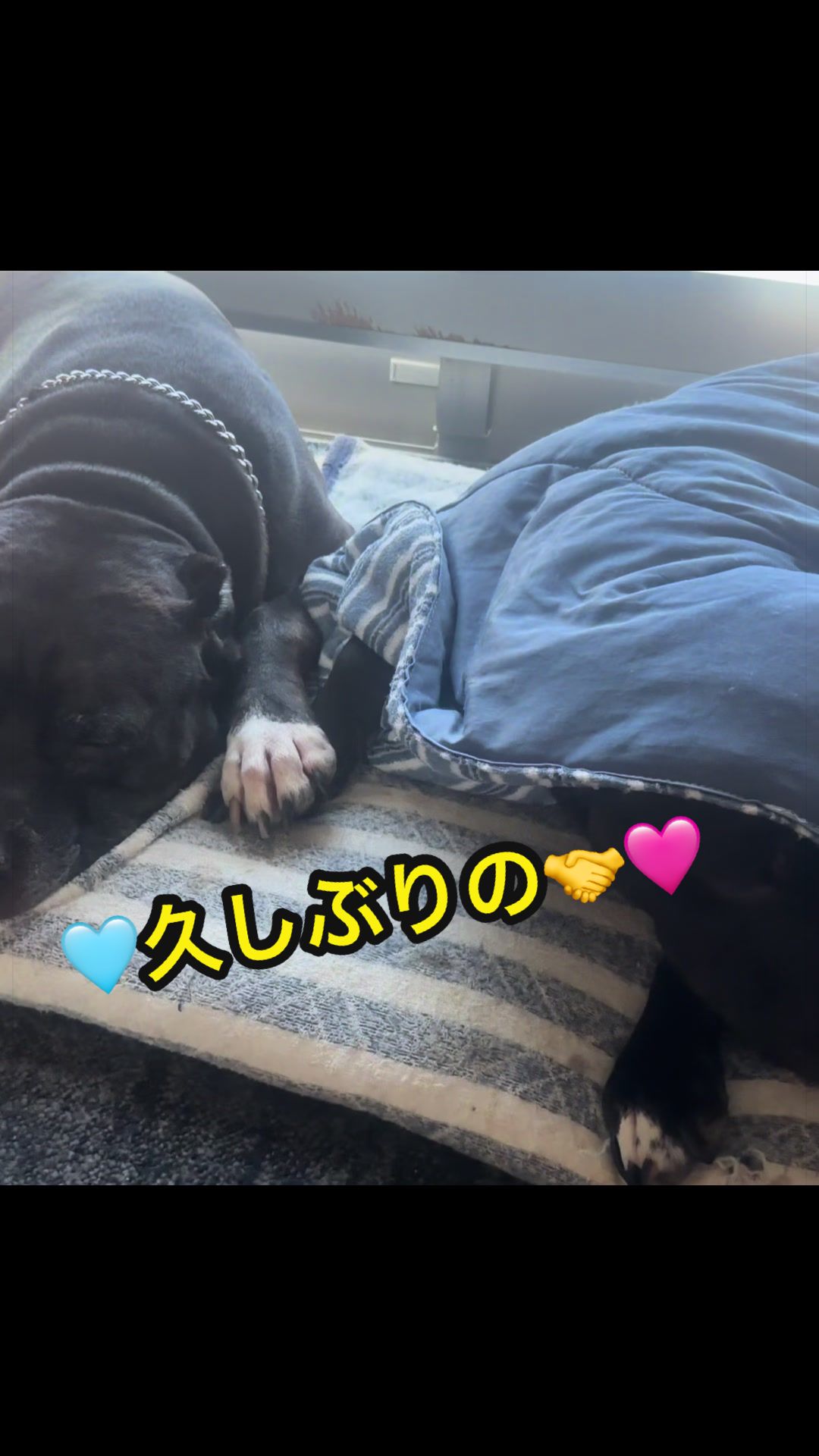 @✌︎·͜·(PᗜN)·͜· ︎︎ᰔᩚ