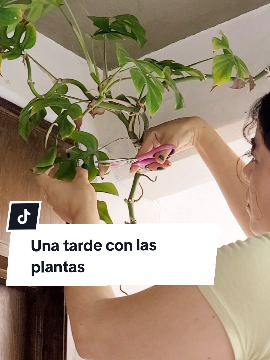 @Plantología🌿