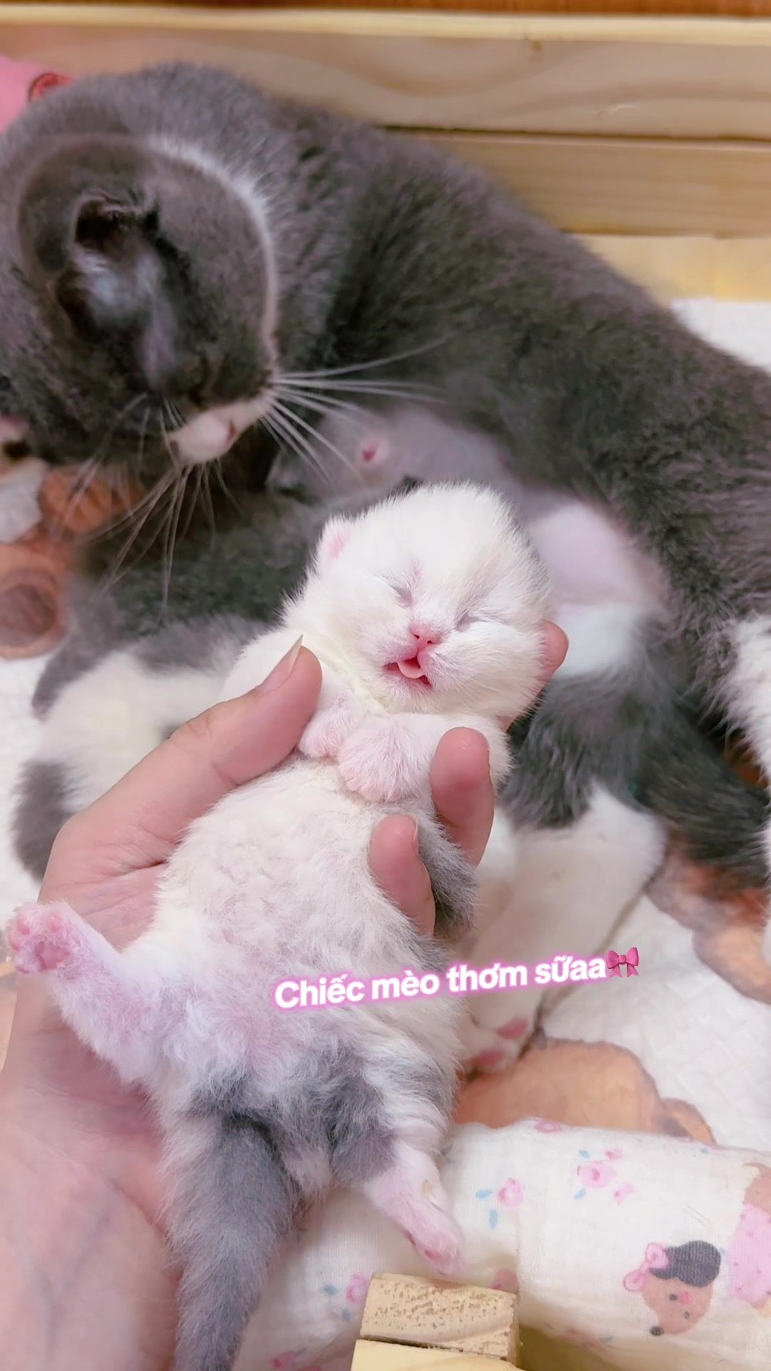 @1ch&oacute;6meow