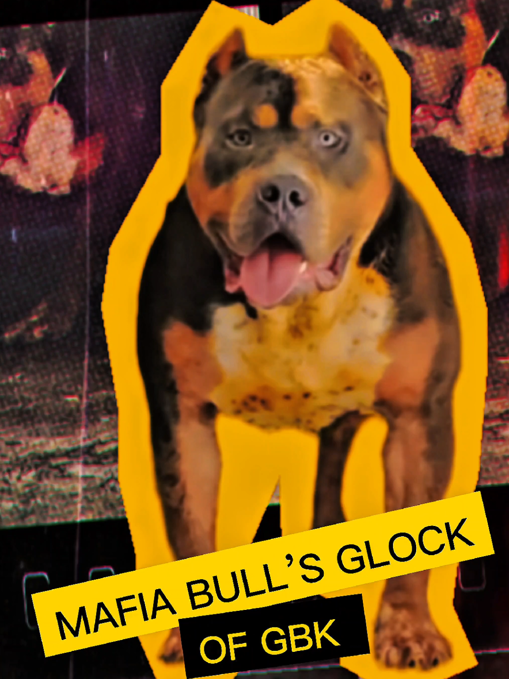 @GALVAN BULLY KENNEL OFFICIAL