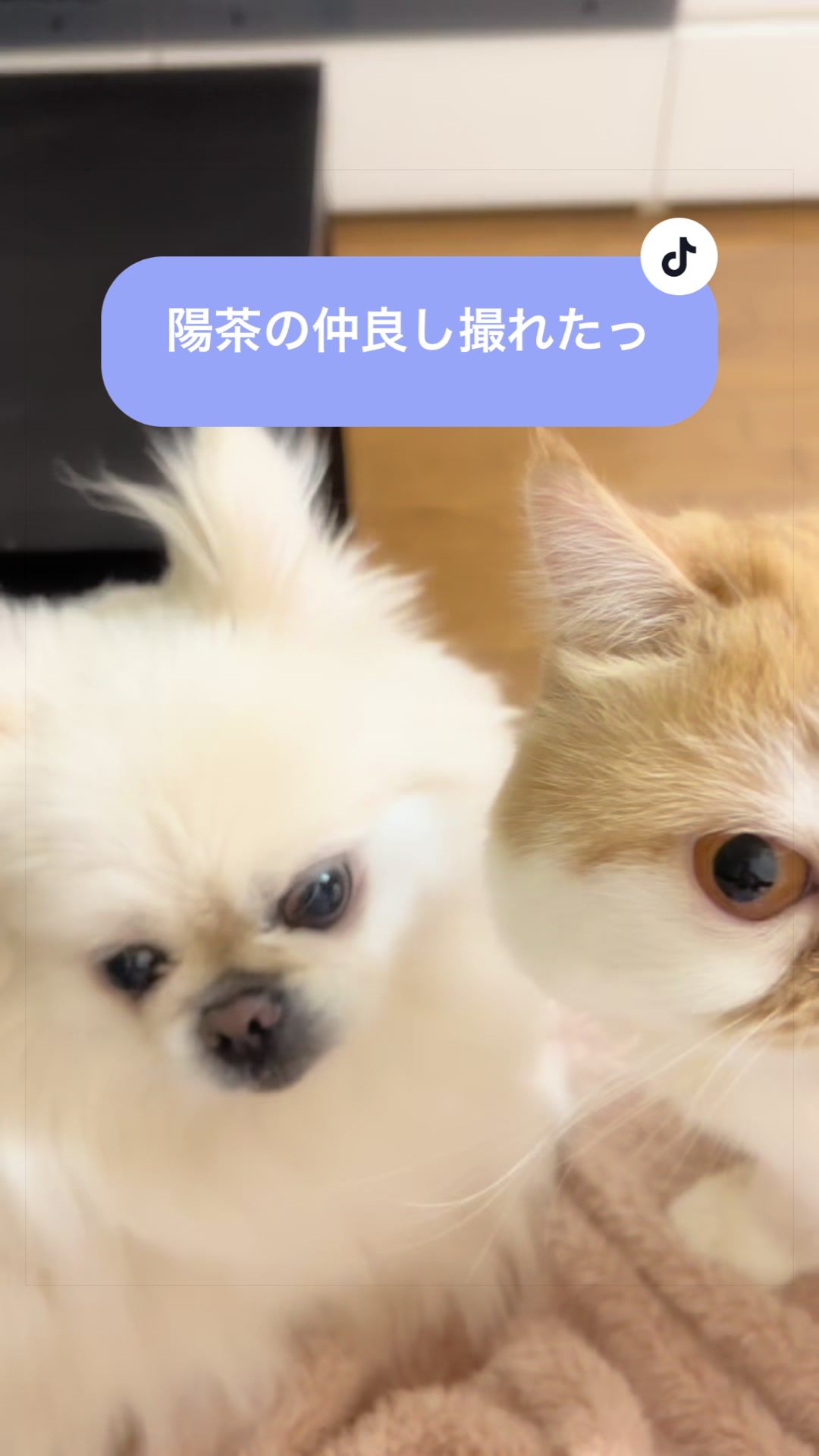 @chataro🐾🍯family