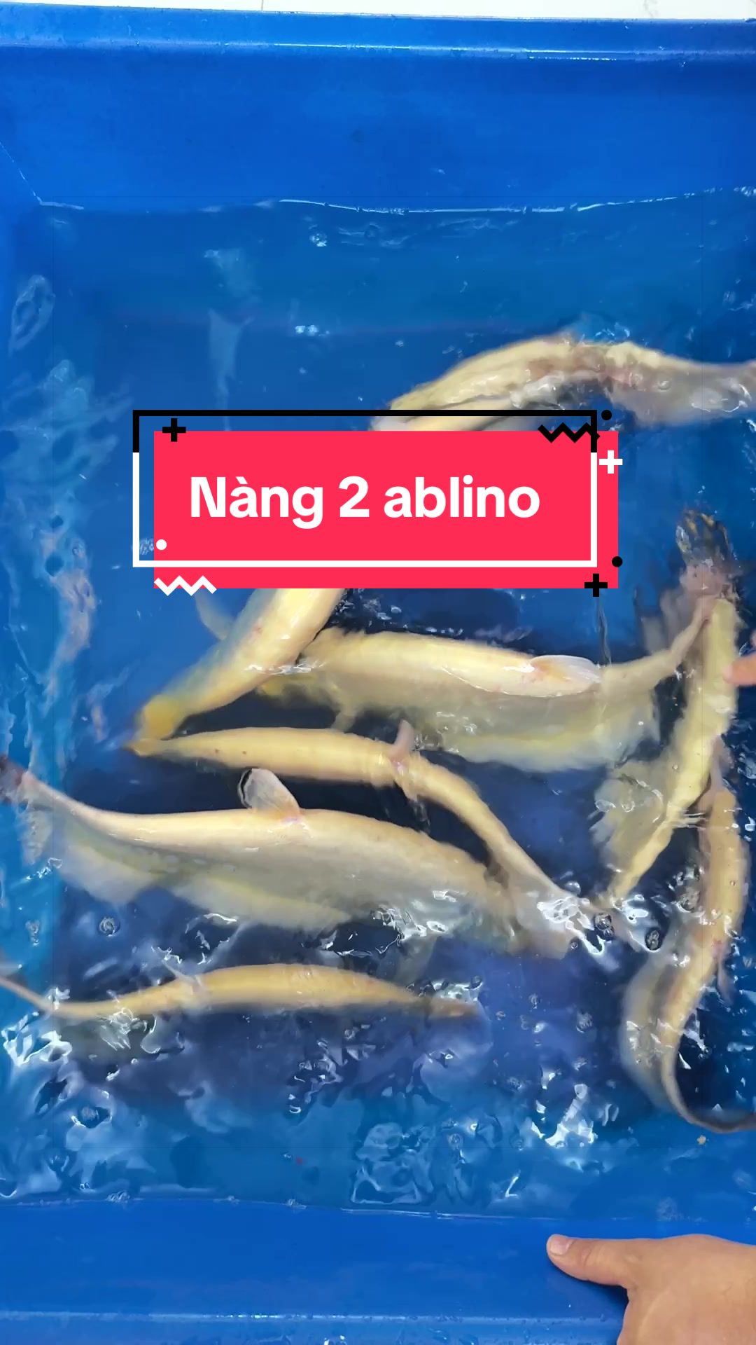 @Phát Đạt Bán Cá 😎🐠🦈