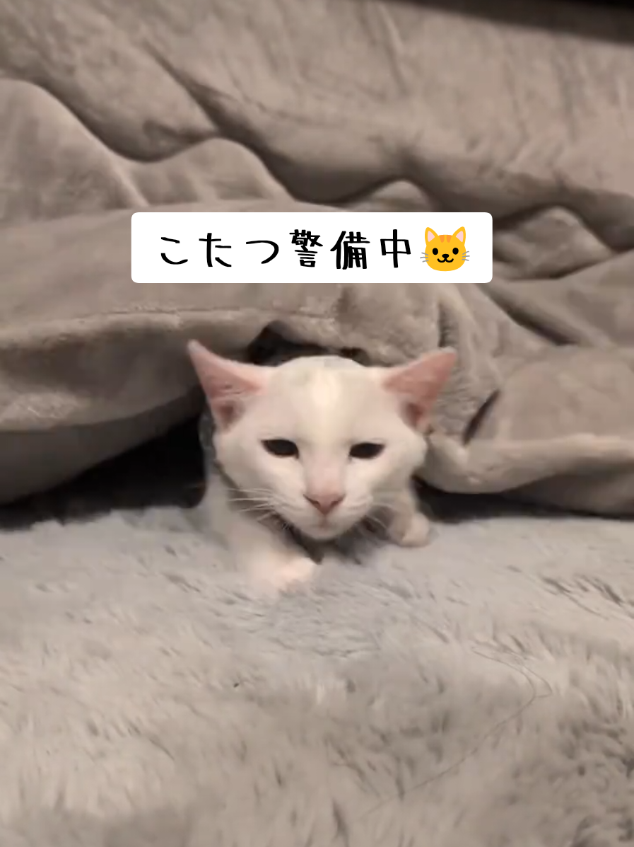 @にゃんご🐱