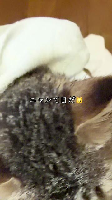 @まきまき🐈&zwj;⬛🦜