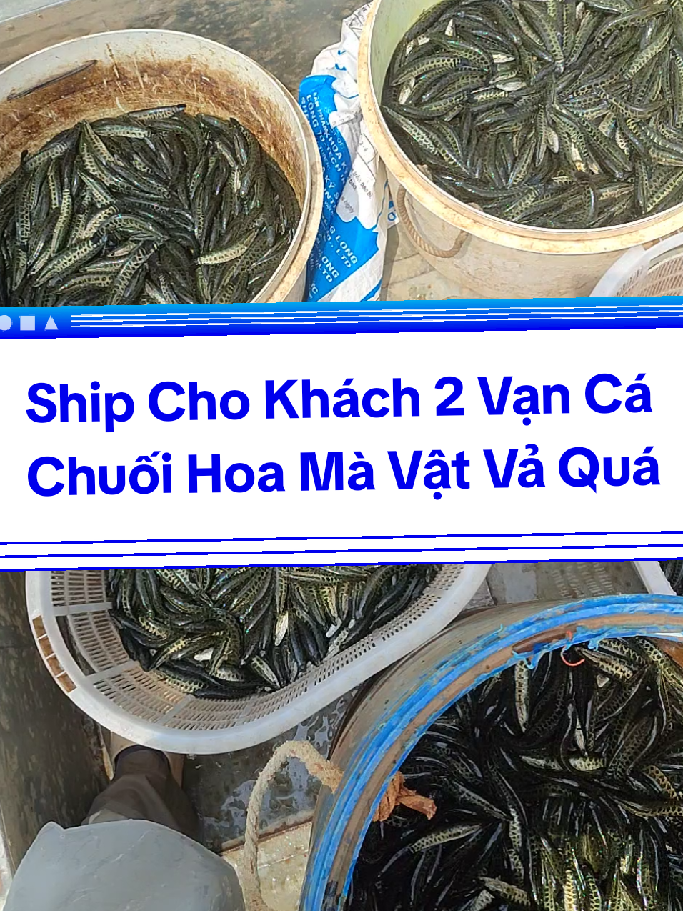@Cá Chuối Hoa