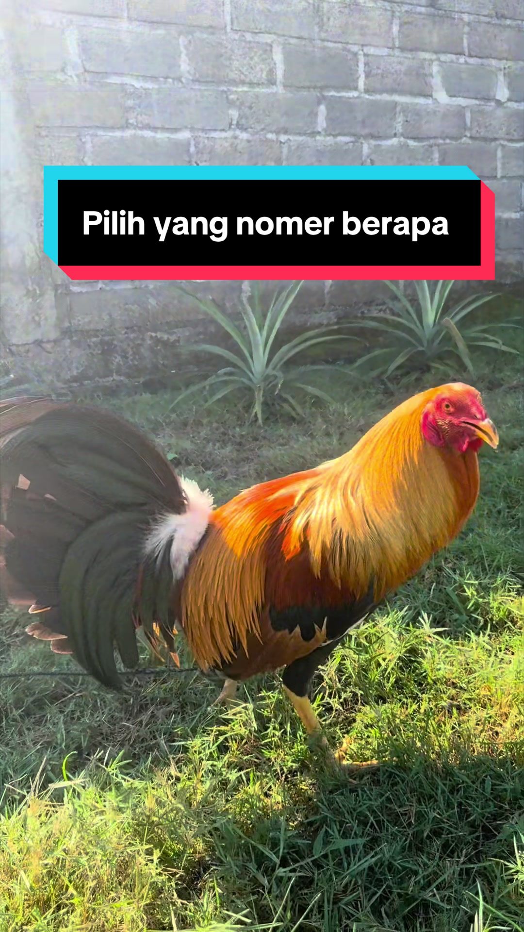 @Doni artawan