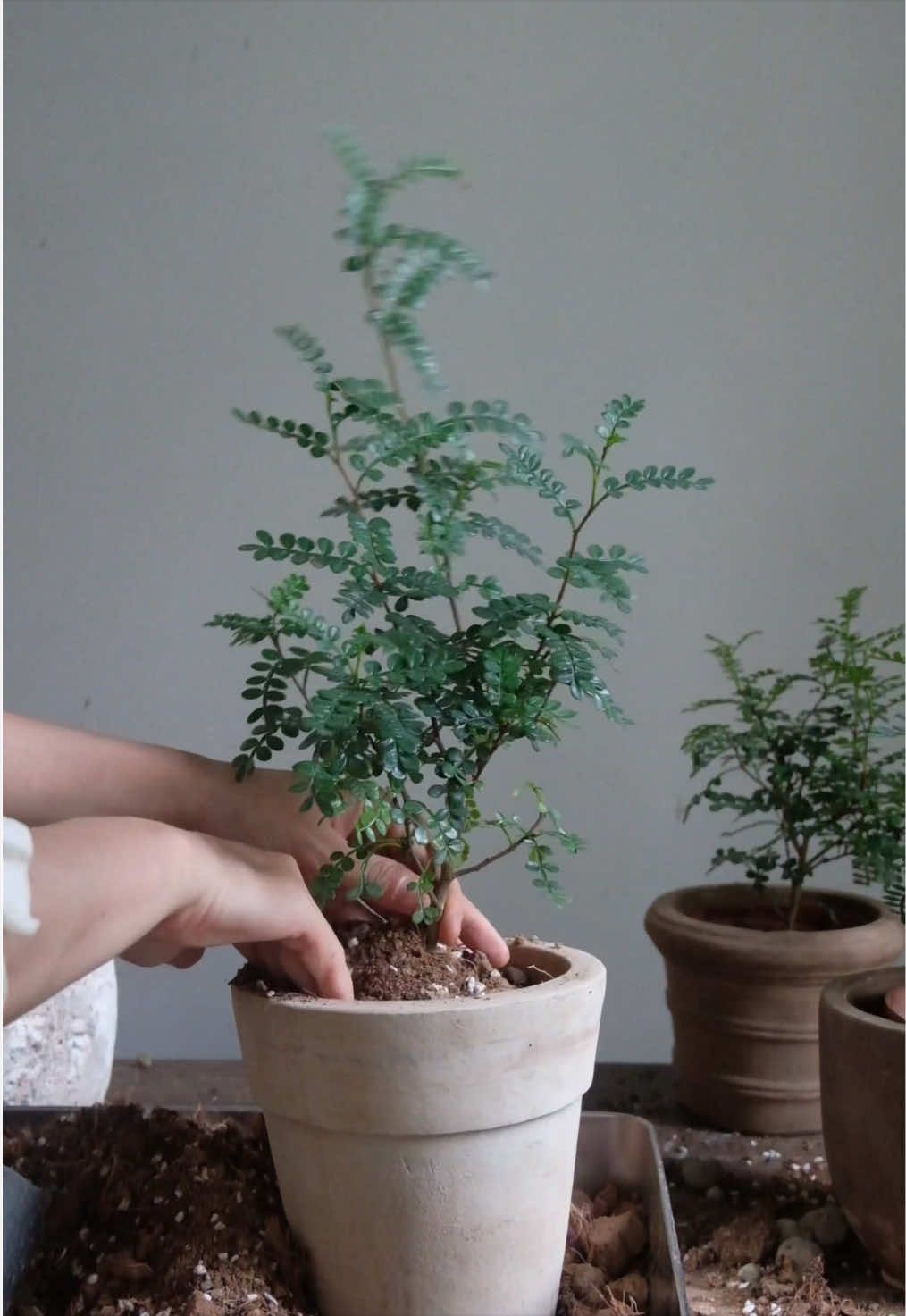 @Treeliti
