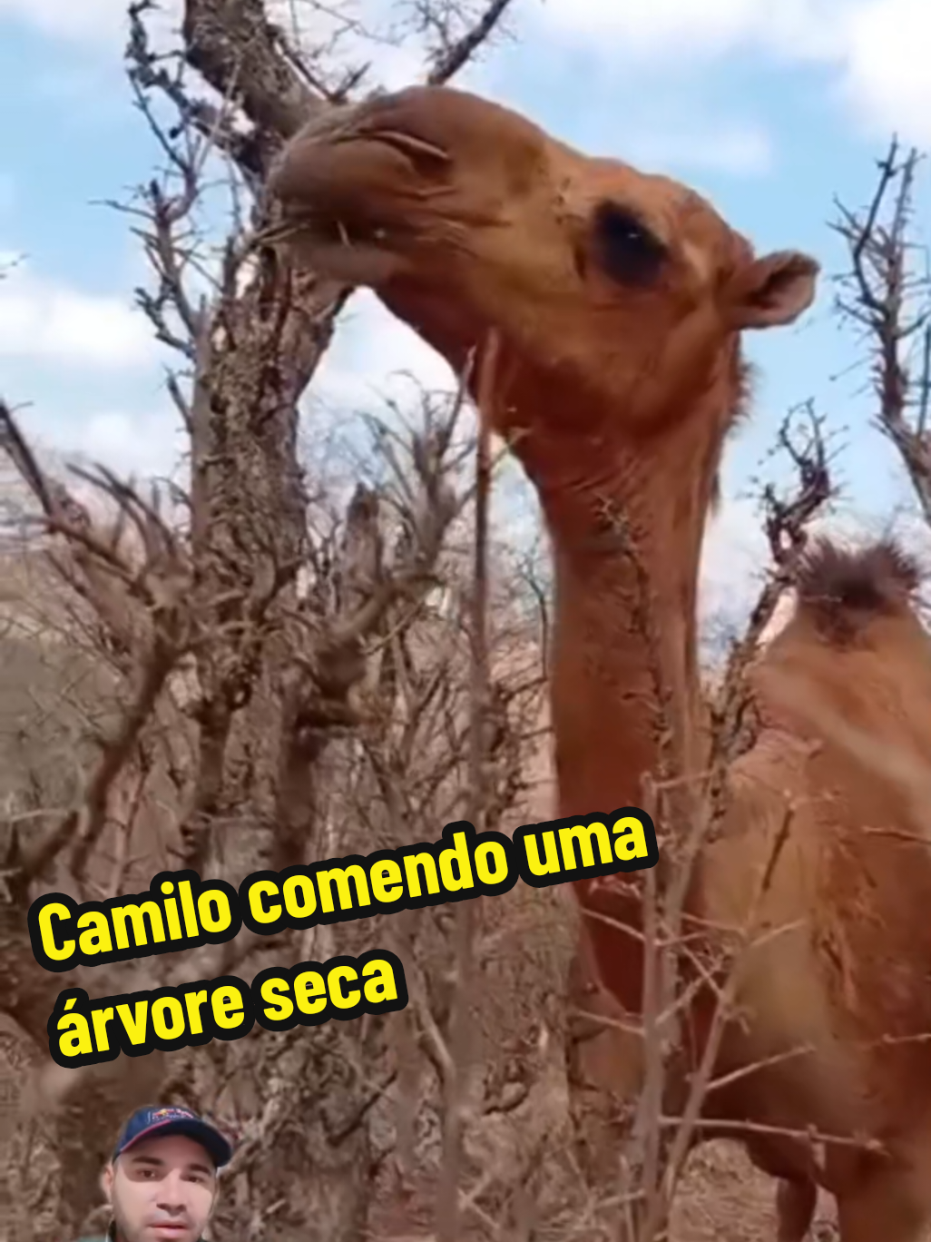 @GOROROBA 2026