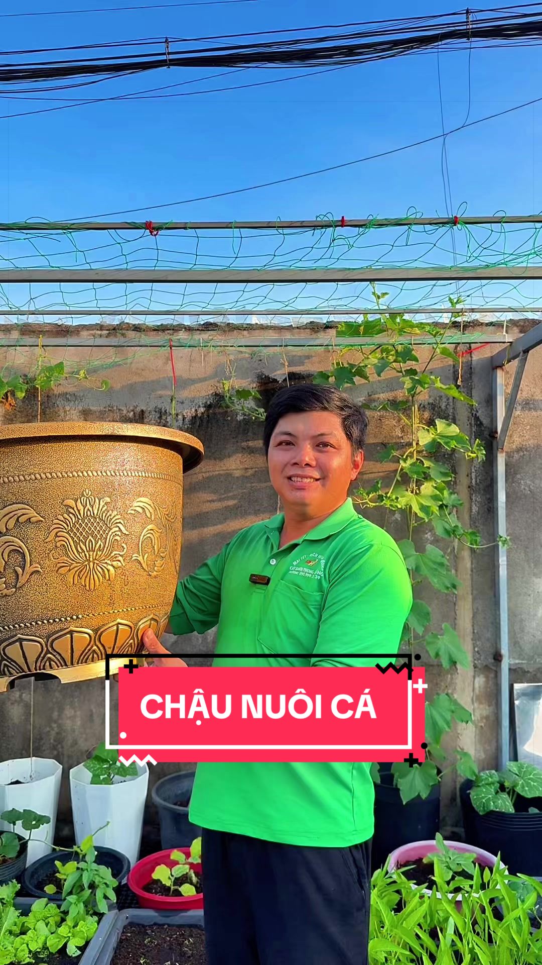 @C&acirc;y Xanh Phong Hồng