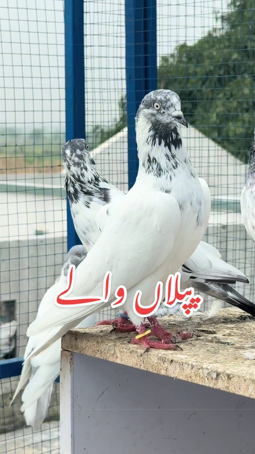 @Aero Pigeons Club