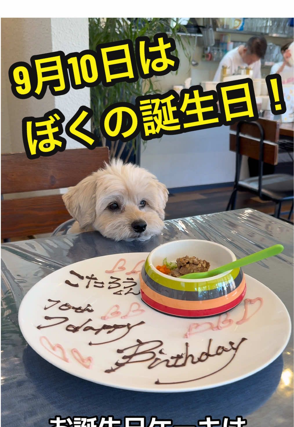 @マルプーの小太郎(코타로 )🇯🇵🐶