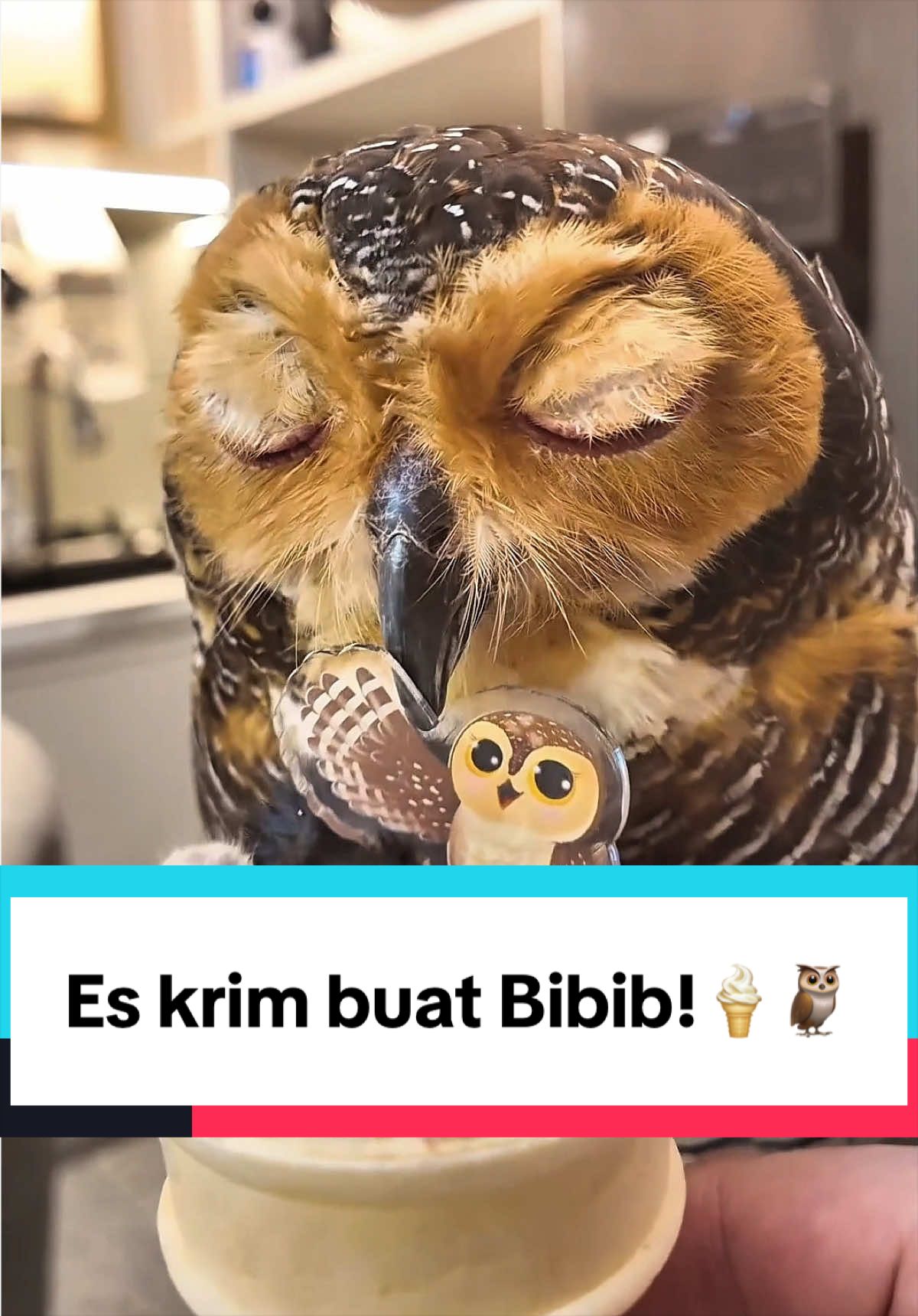 @Bibib Family