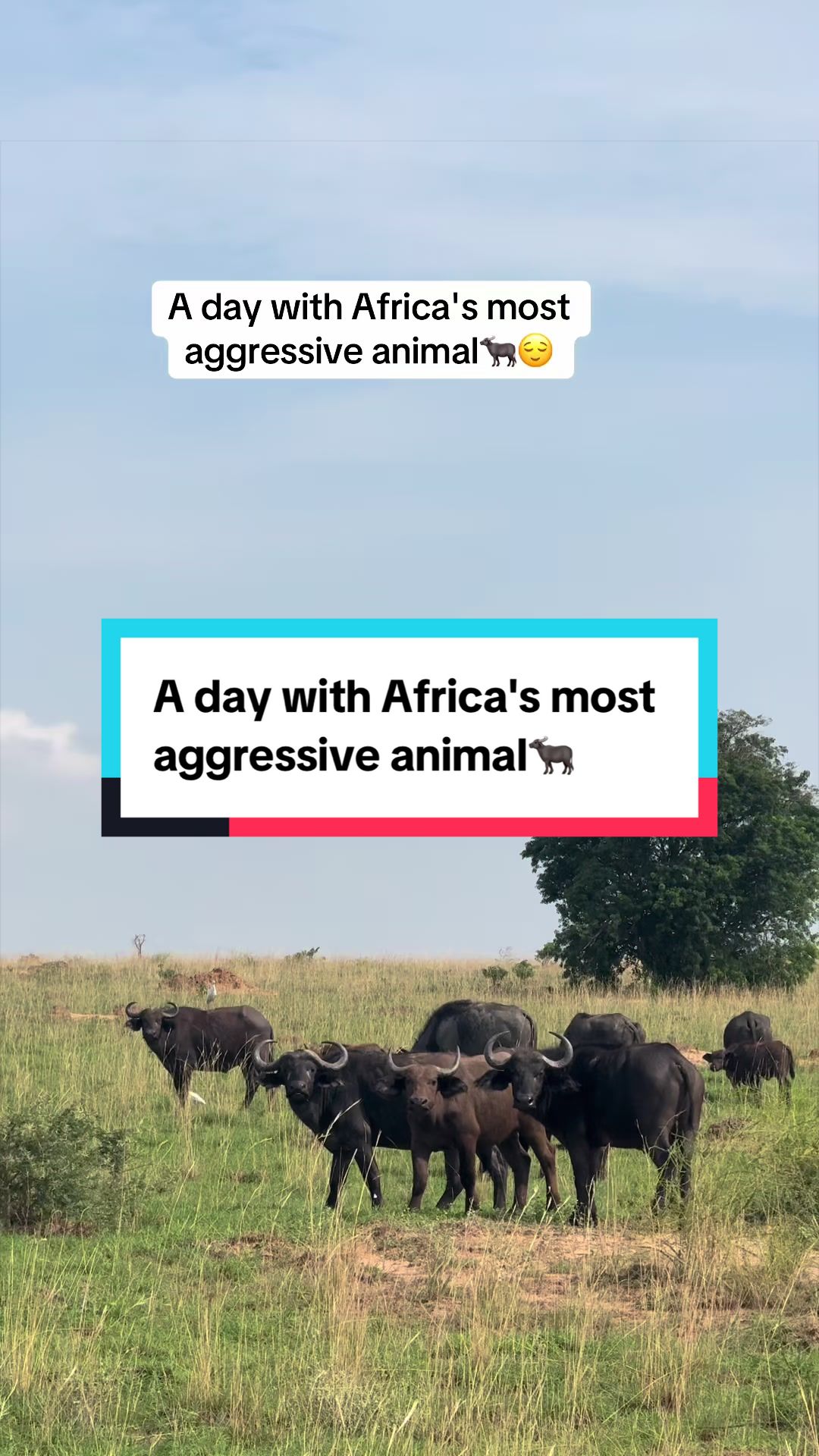 @Milana Tours and Safaris