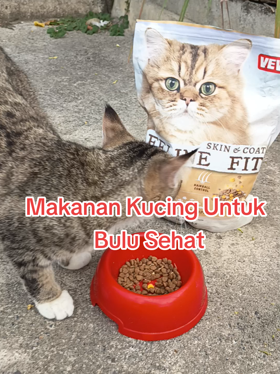 @Medayo Petcare
