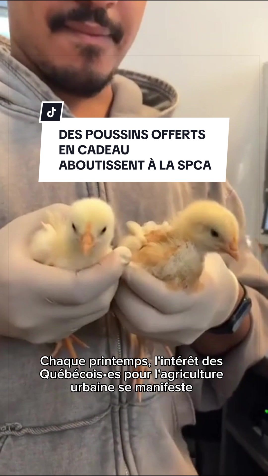 @Montreal SPCA