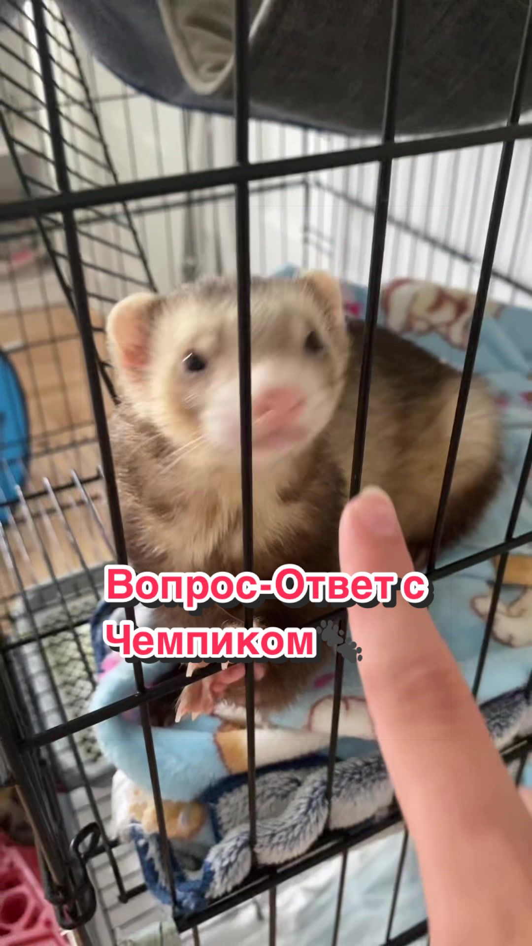 @F_u_r_e_t🐾✨🤍