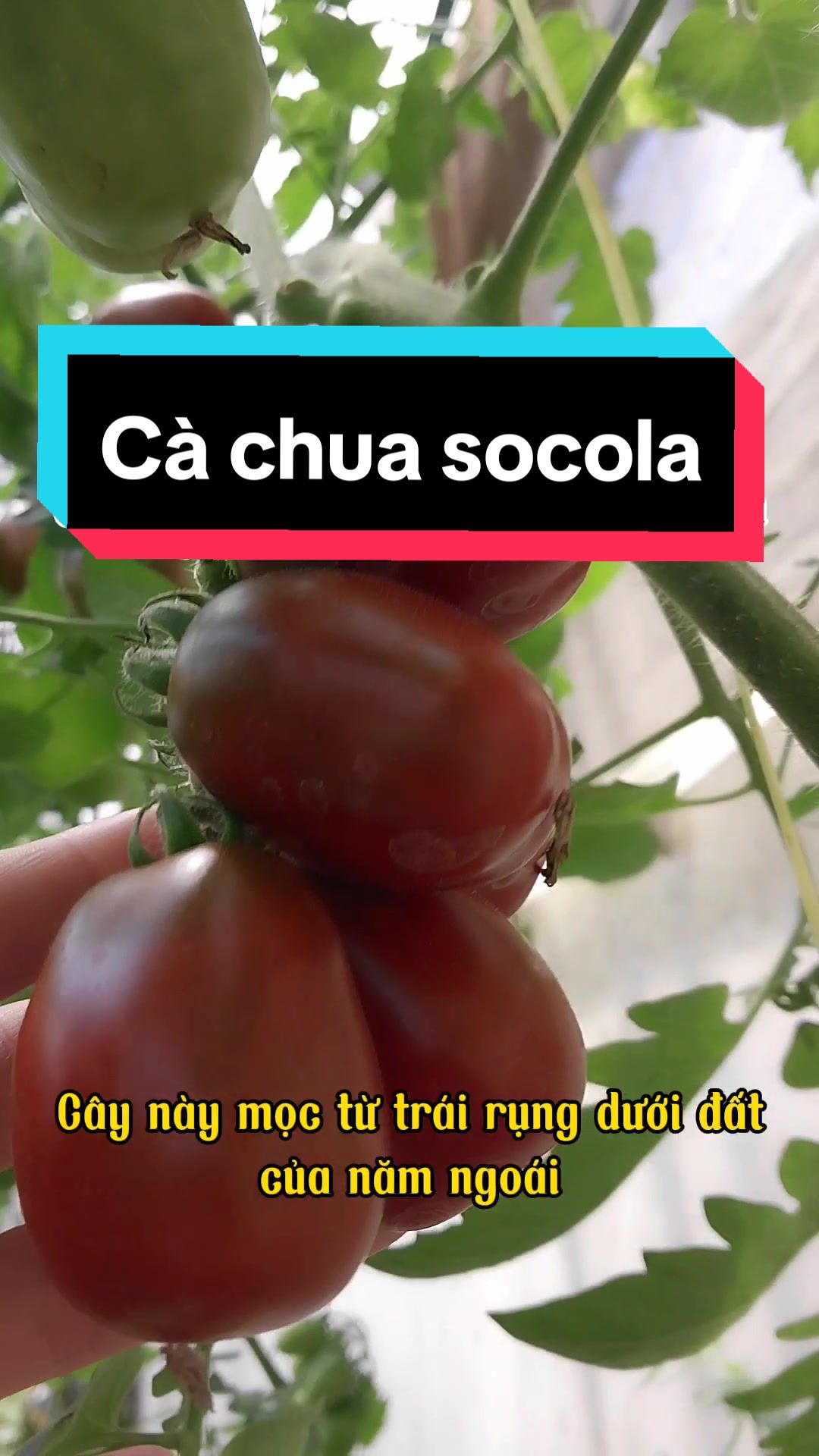 @Vườn nhà Tuyết