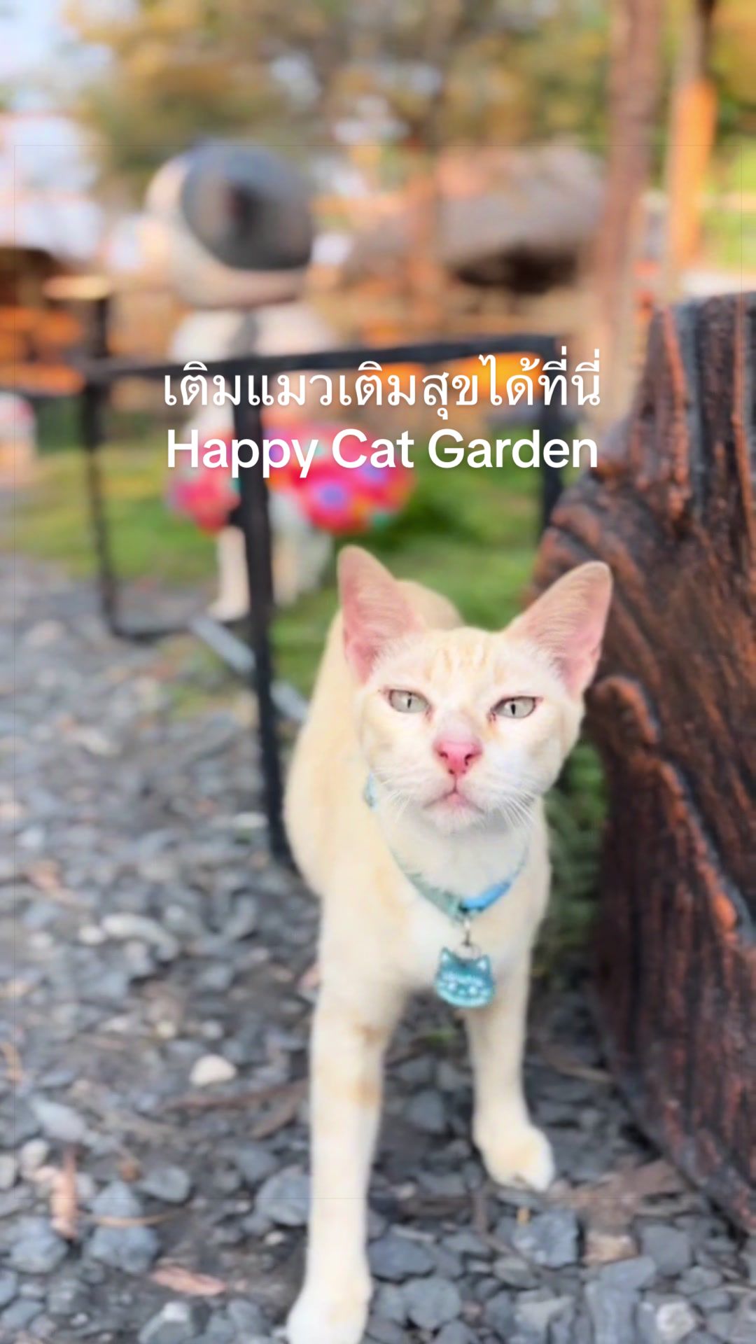 @happycatgarden.thailand
