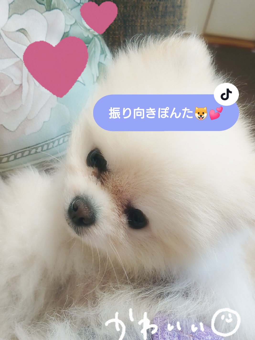 @ゆりあ&ぽんた🐶🐾