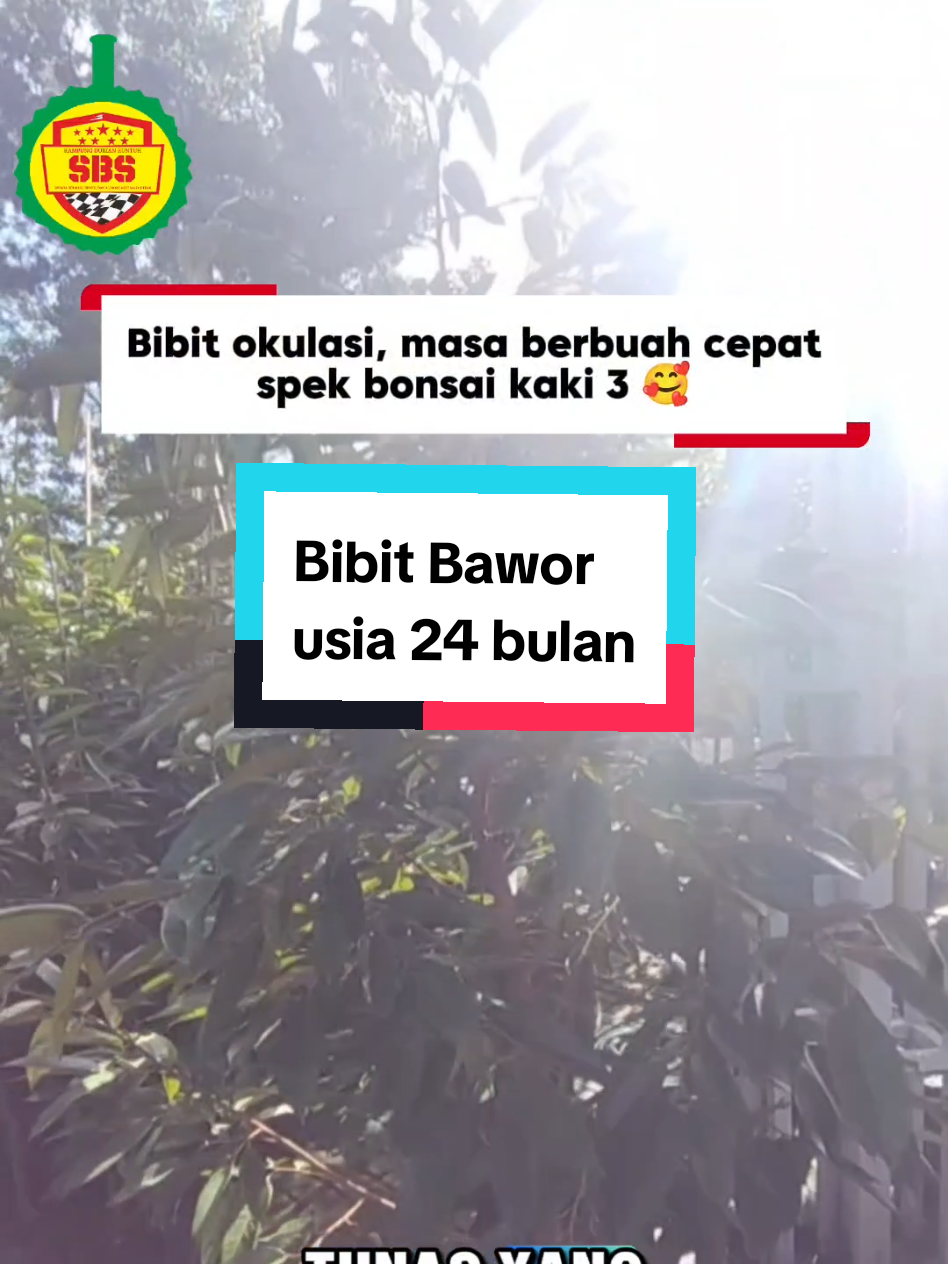 @Produksi Buah_SBS