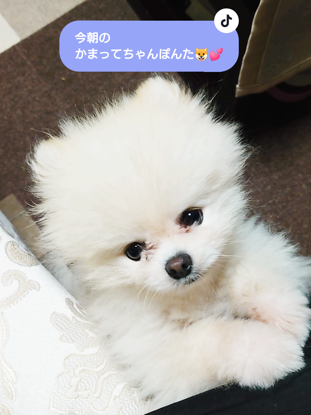 @ゆりあ&ぽんた🐶🐾