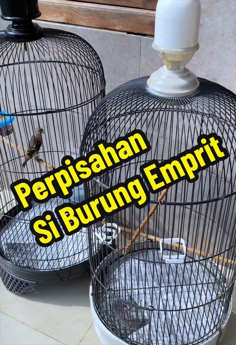 @GeDang Manuk
