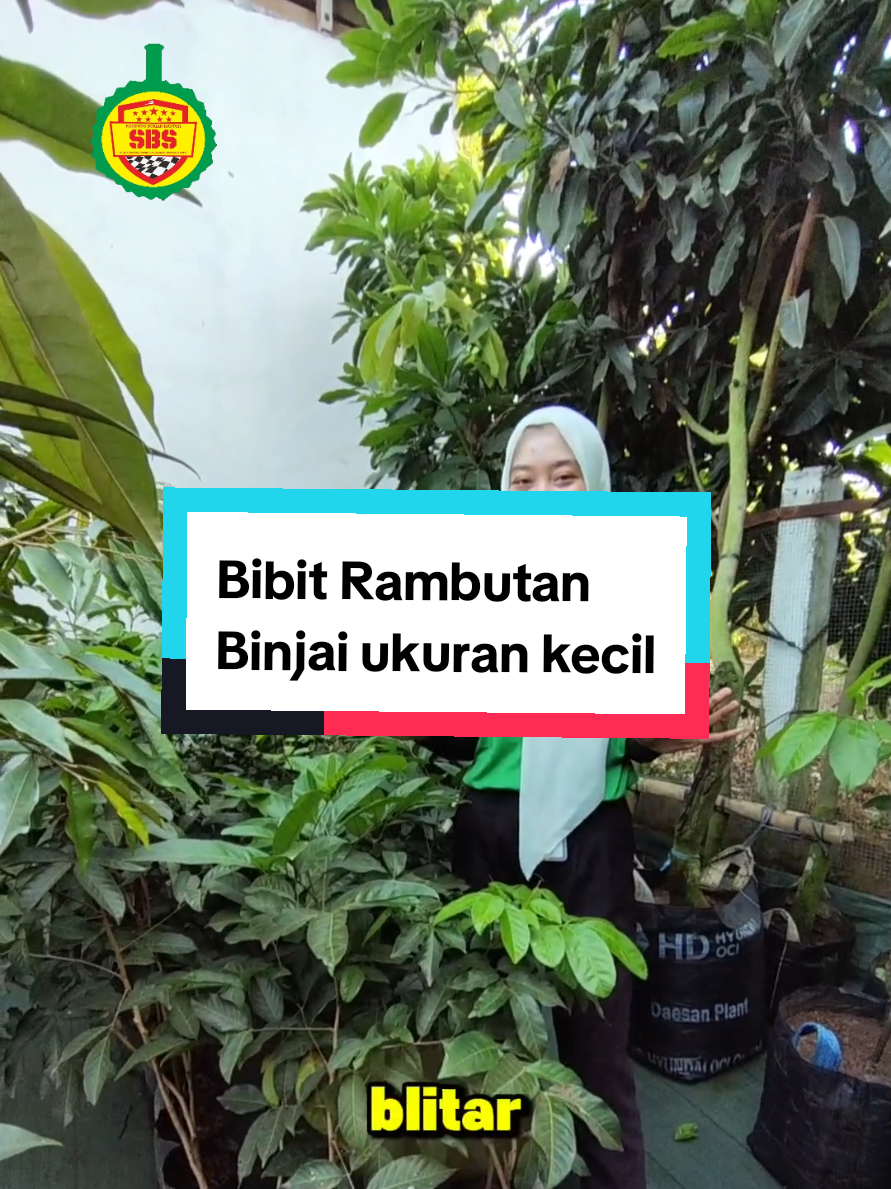 @Produksi Buah_SBS