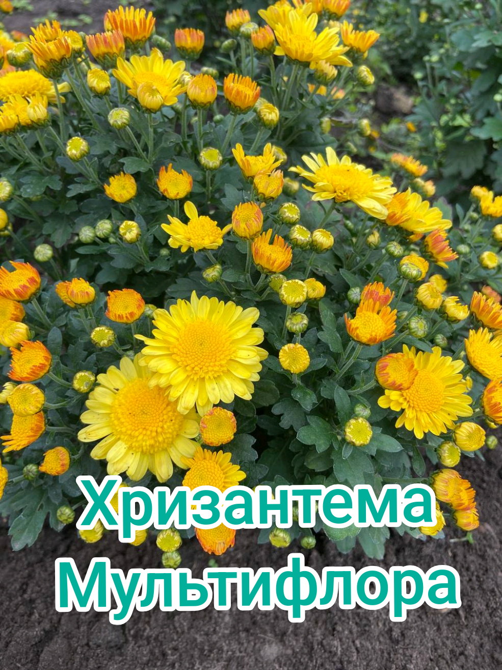 @Интернет-магазин Магия цветов