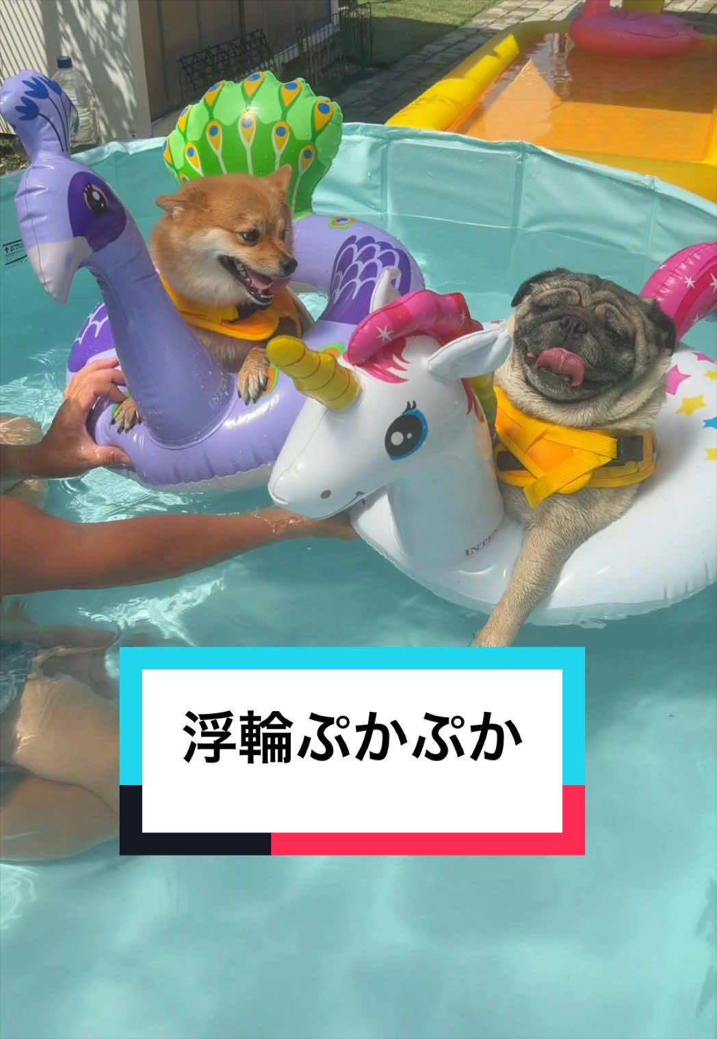 @🐶とん&ぺっぺこぺー🦊
