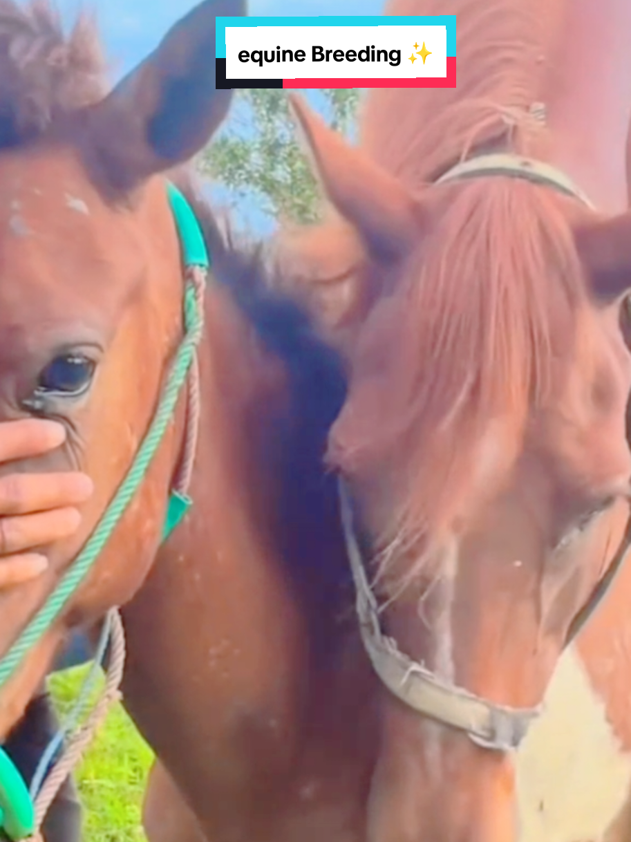 @Equine Cinematics